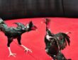 fighting cocks