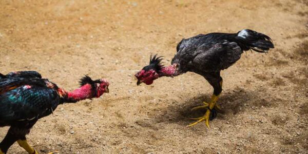 Cockfighting